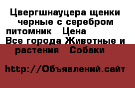 Цвергшнауцера щенки черные с серебром питомник › Цена ­ 30 000 - Все города Животные и растения » Собаки   